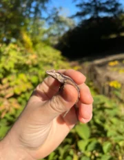 Striped Gargoyle Gecko Well Started Babies (Rhacodactylus auriculatus) - Image 4