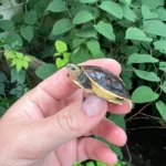 Chinese Box Turtle Babies (Cuora flavomarginata)