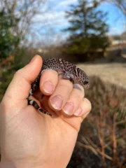 Chinese Cave Gecko Adults ( Goniurosaurus hainanensis) - Image 5