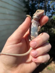 Genetic Striped Pied Translucent Bearded Dragon Baby #1 (Pogona vitticeps) - Image 2