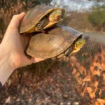 Sulawesi Box Turtle (Cuora ambonesis)