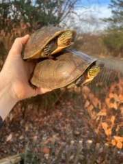 Sulawesi Box Turtle (Cuora ambonesis)
