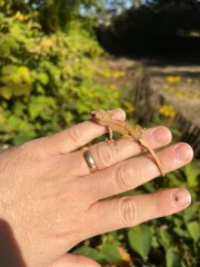 Crested Gecko Babies (Correlophus ciliatus) - Image 3