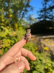 Reticulated Gargoyle Gecko Well Started Babies (Rhacodactylus auriculatus) - Image 4
