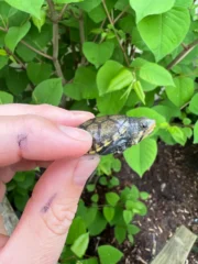 Vampire Musk Turtle (Claudius angustatus) - Image 5