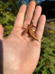 Premium Crested Gecko Babies (Correlophus ciliatus) - Image 5