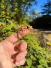 Premium Crested Gecko Babies (Correlophus ciliatus) - Image 4