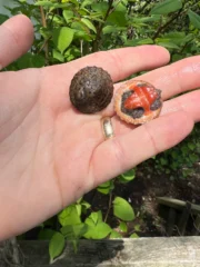 Stripe-necked Musk Turtle Babies (Sternotherus peltifer) - Image 4