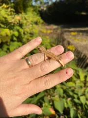 Crested Gecko Babies (Correlophus ciliatus) - Image 4
