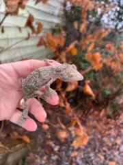 Mossy Leaf Tailed Gecko (Uroplatus sikorae) - Image 4