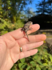 Reticulated Gargoyle Gecko Well Started Babies (Rhacodactylus auriculatus) - Image 3