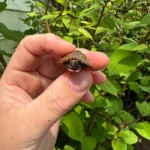 Stripe-necked Musk Turtle Babies (Sternotherus peltifer)