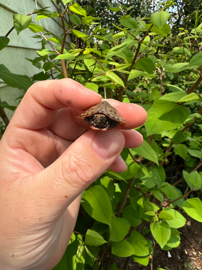 image_d9faba89-31fc-48f3-bbc8-0a9120805c7e_700x (1) Stripe-necked Musk Turtle Babies (Sternotherus peltifer) - Image 1