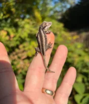 Striped Gargoyle Gecko Well Started Babies (Rhacodactylus auriculatus) - Image 2