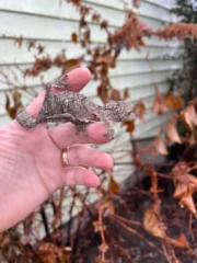Mossy Leaf Tailed Gecko (Uroplatus sikorae) - Image 2