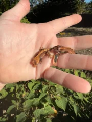 Premium Crested Gecko Babies (Correlophus ciliatus) - Image 7