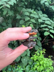 Midland Painted Turtle Baby (Chrysemys picta marginata) - Image 3