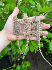 Bearded Dragon Babies (Pogona vitticeps) - Image 2