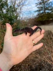 Chinese Cave Gecko Adults ( Goniurosaurus hainanensis) - Image 2